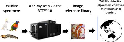 Detecting illegal wildlife trafficking via real time tomography 3D X-ray imaging and automated algorithms